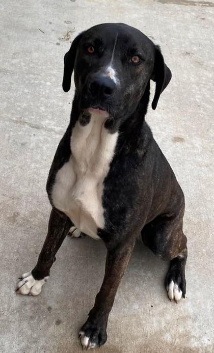 Bashful, a Adoptable mixed breed in Lampasas, TX image 3/3