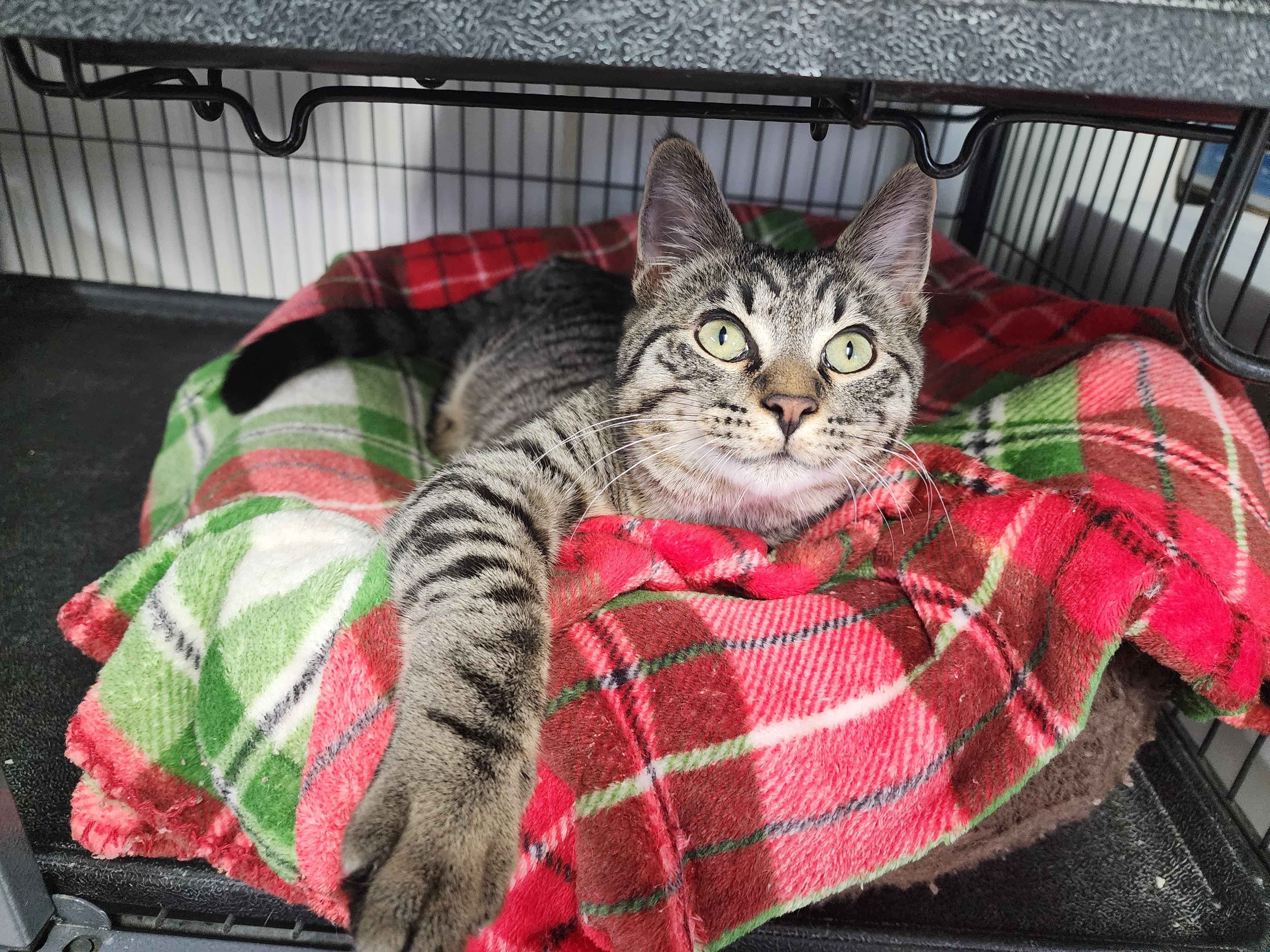 Blueberry, ADOPTABLE, Young Male Domestic Short Hair.