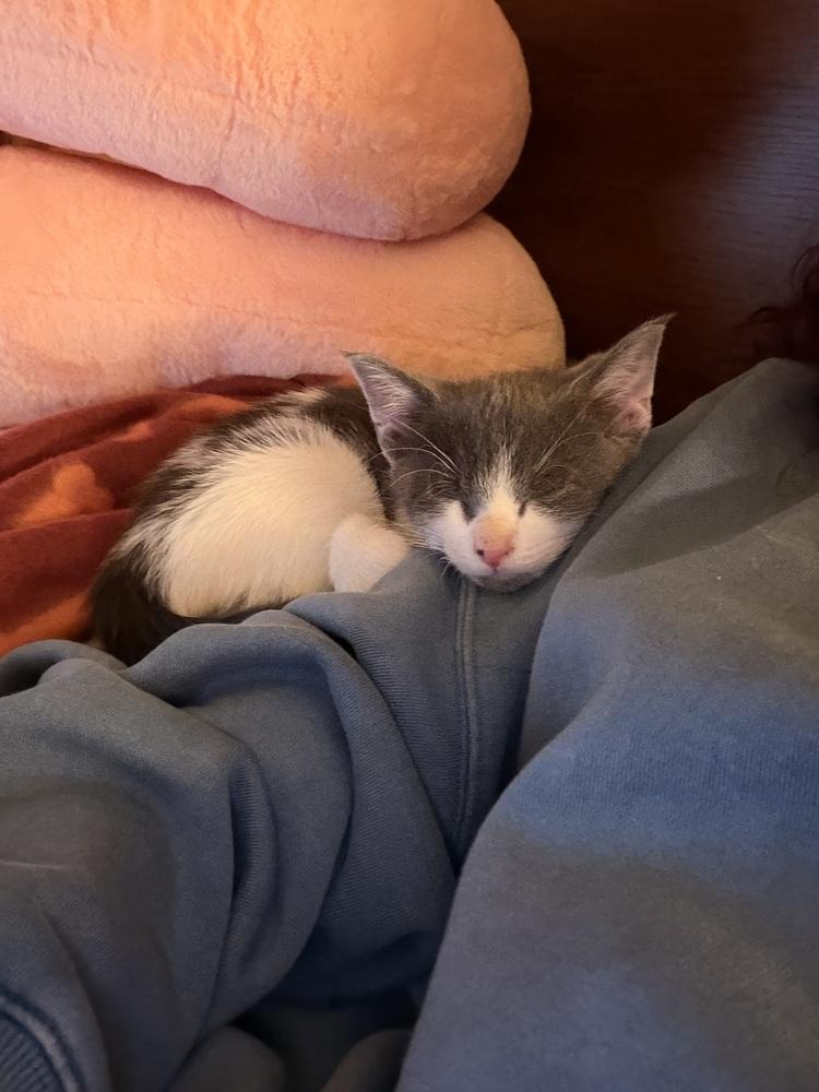 Maui, Adoptable, Kitten Female Domestic Short Hair & Domestic Short Hair.