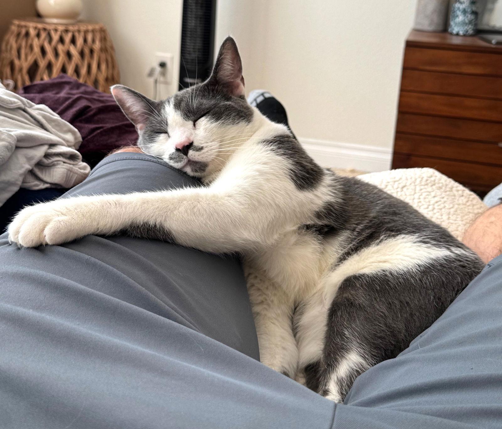 Teapot, Adoptable, Adult Female Domestic Short Hair.