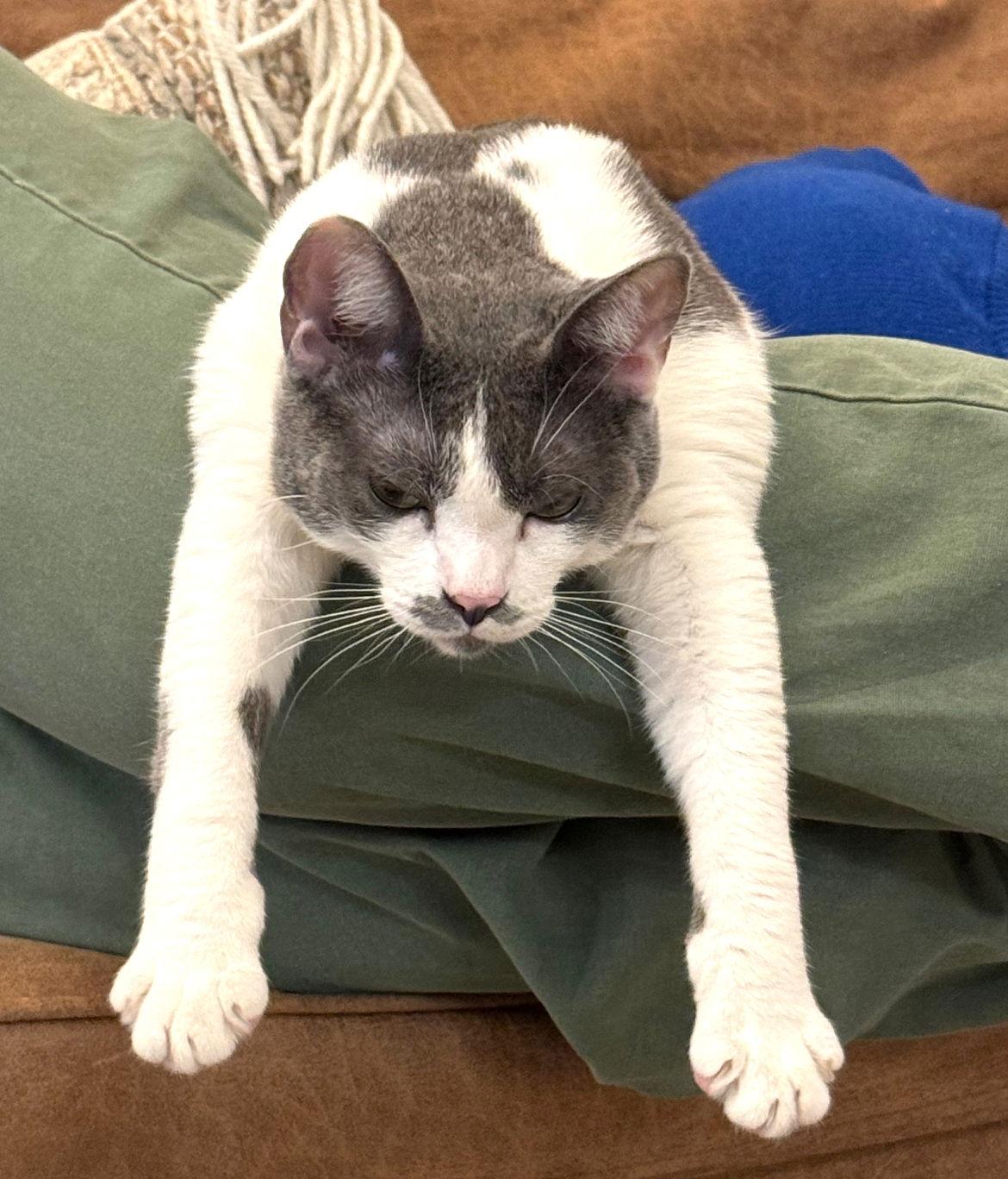 Teapot, a Adoptable Domestic Short Hair in San Diego, CA image 2/3