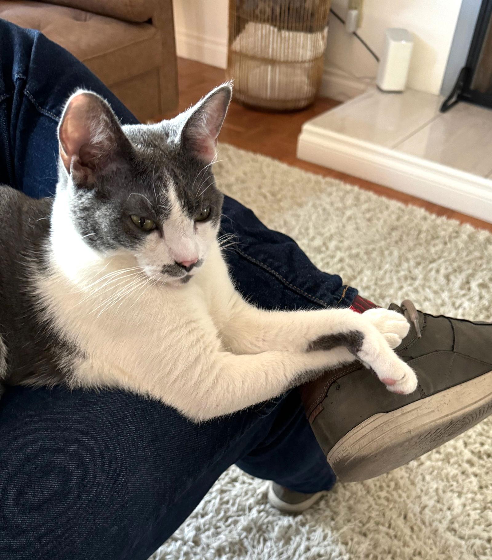 Teapot, a Adoptable Domestic Short Hair in San Diego, CA image 3/3