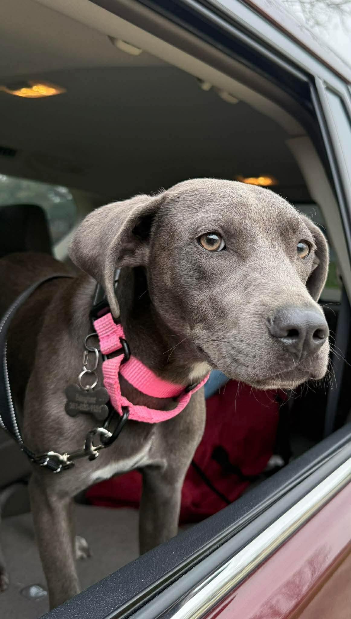 Harley, a Adoptable mixed breed in Brattleboro , VT image 3/6