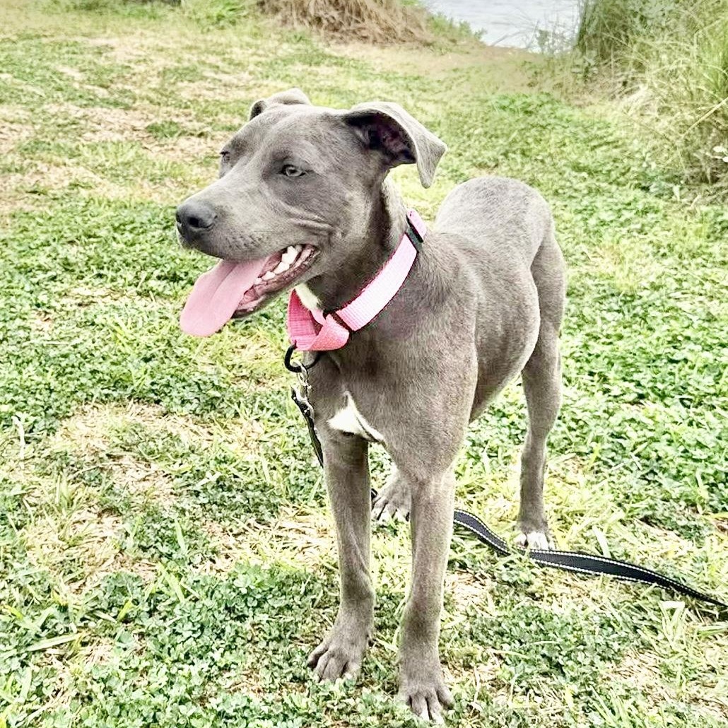 Harley, a Adoptable mixed breed in Brattleboro , VT image 6/6