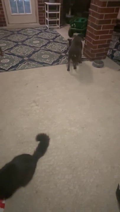 Enlarge Harley, a Adoptable mixed breed in Brattleboro , VT video 4/6