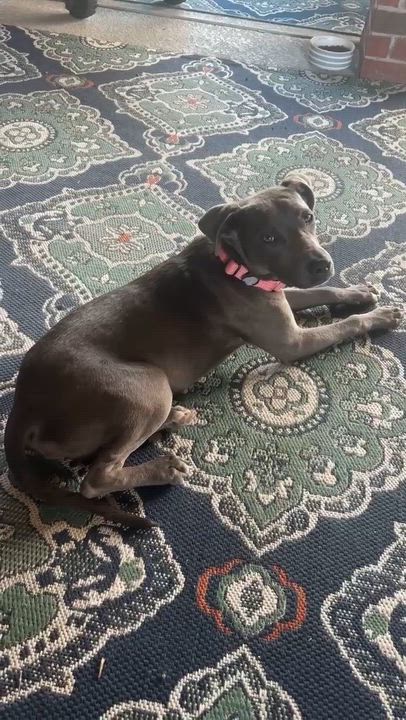 Enlarge Harley, a Adoptable mixed breed in Brattleboro , VT video 2/6