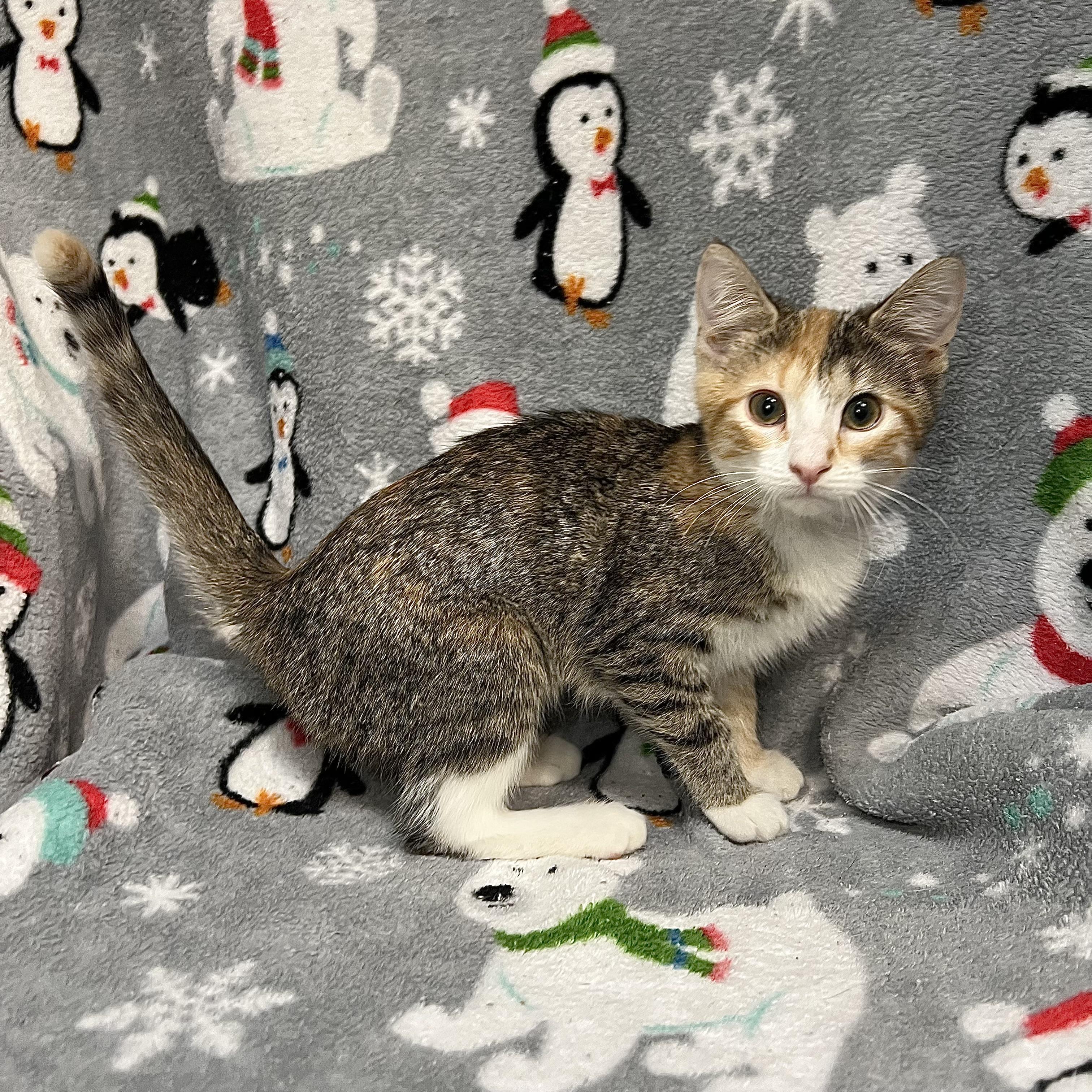 Enlarge Essence, a ADOPTABLE Domestic Short Hair in Fairmont, MN image 2/5