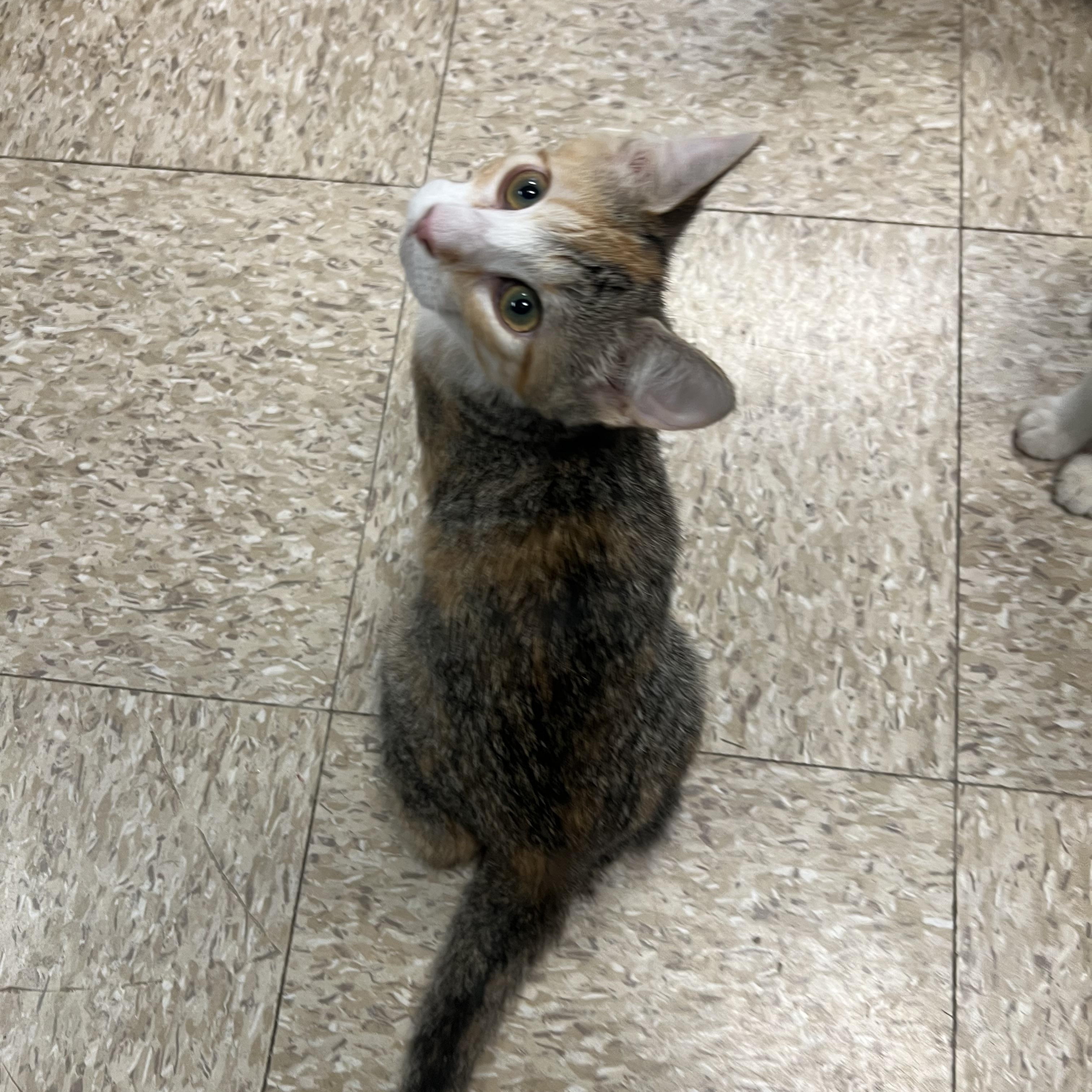 Enlarge Essence - At PetSmart in Mankato, a ADOPTABLE Domestic Short Hair in Fairmont, MN image 2/6