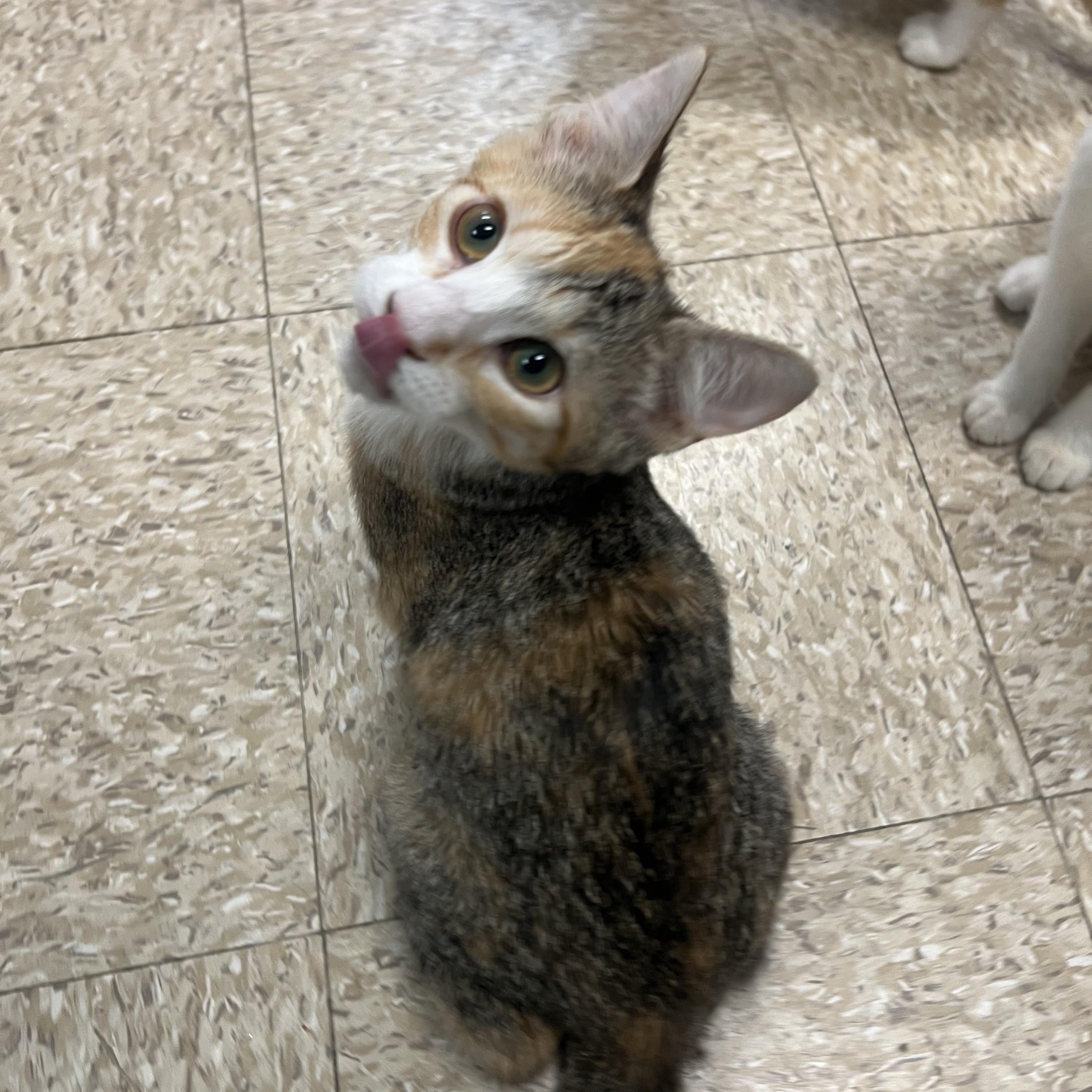 Essence - At PetSmart in Mankato, ADOPTABLE, Kitten Female Domestic Short Hair.