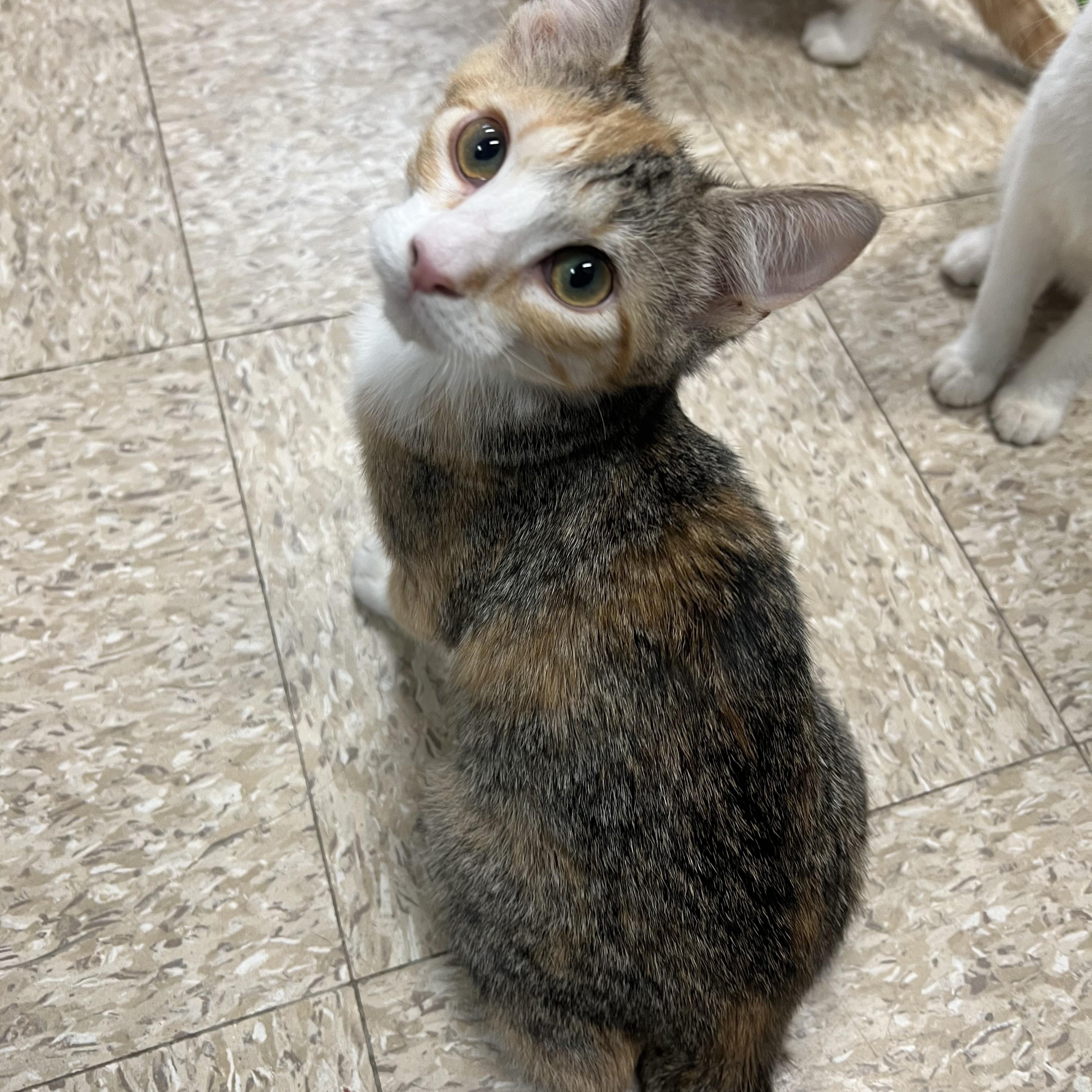 Enlarge Essence - At PetSmart in Mankato, a ADOPTABLE Domestic Short Hair in Fairmont, MN image 3/6