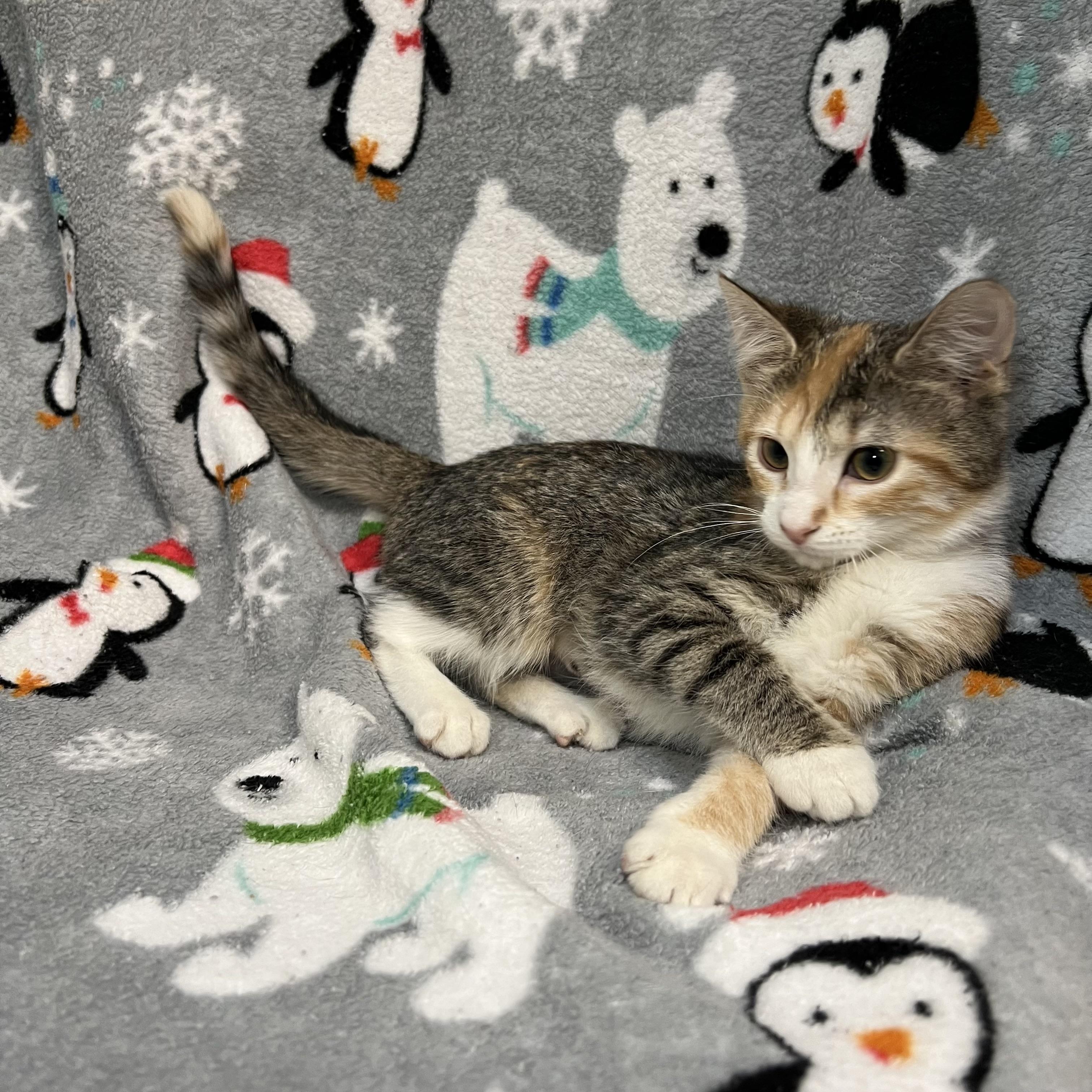 Essence, ADOPTABLE, Kitten Female Domestic Short Hair.