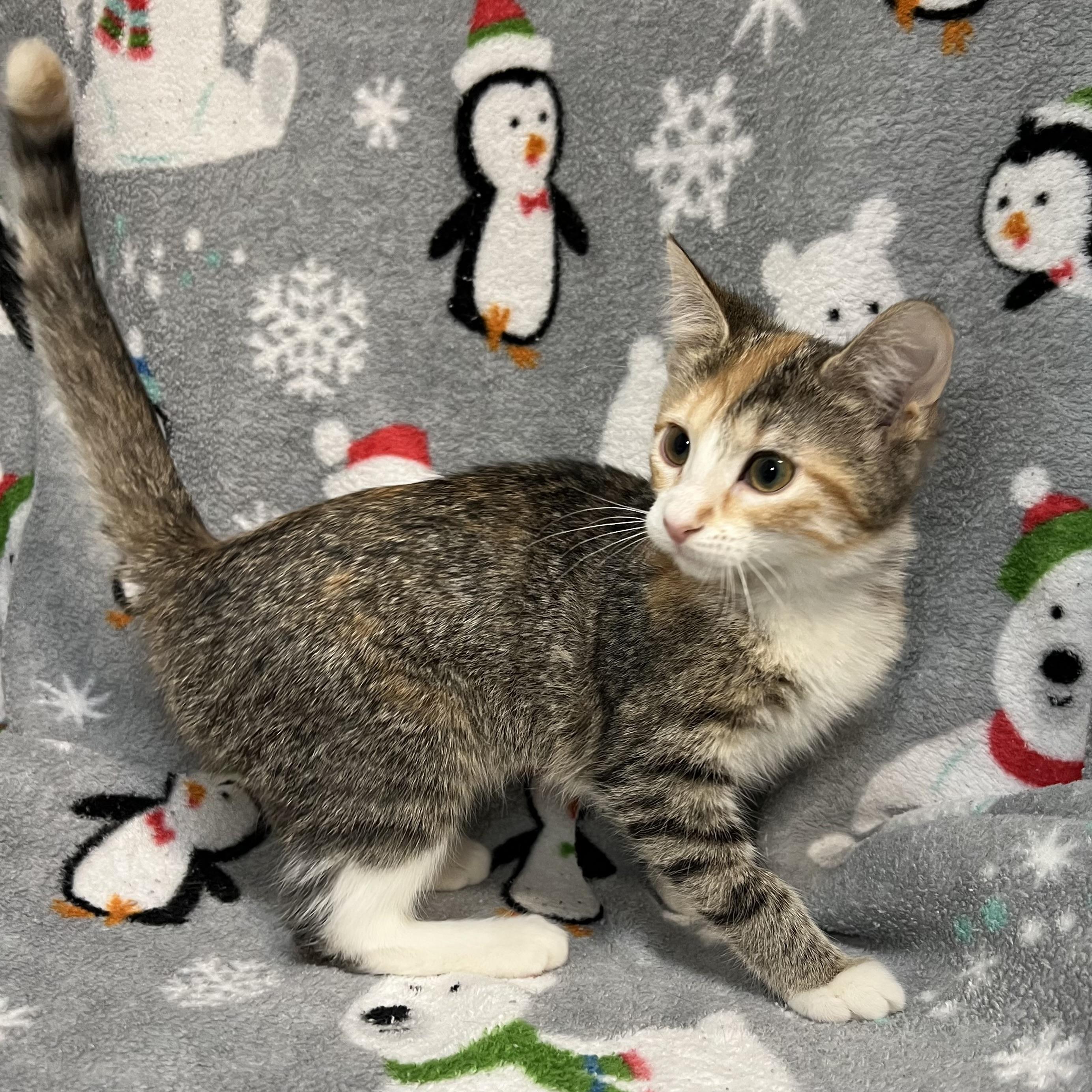 Enlarge Essence, a ADOPTABLE Domestic Short Hair in Fairmont, MN image 4/5