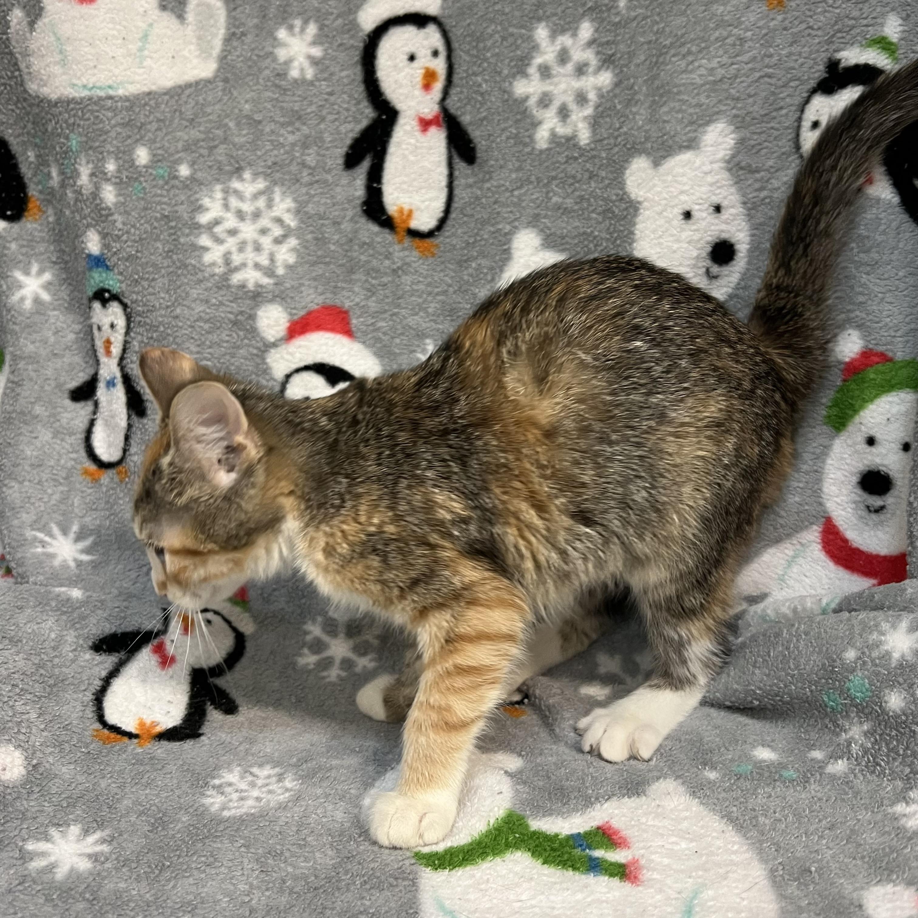 Enlarge Essence, a ADOPTABLE Domestic Short Hair in Fairmont, MN image 5/5