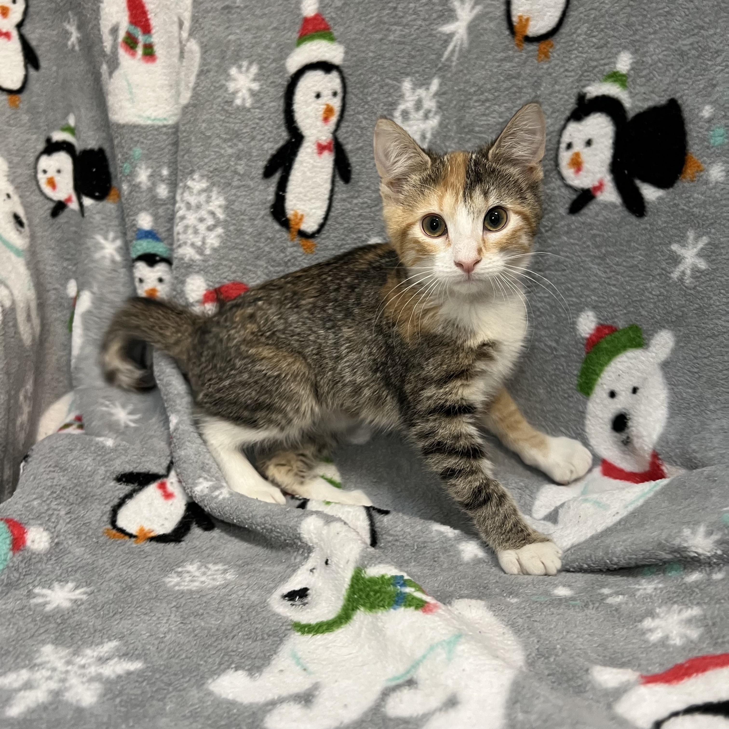 Enlarge Essence, a ADOPTABLE Domestic Short Hair in Fairmont, MN image 3/5