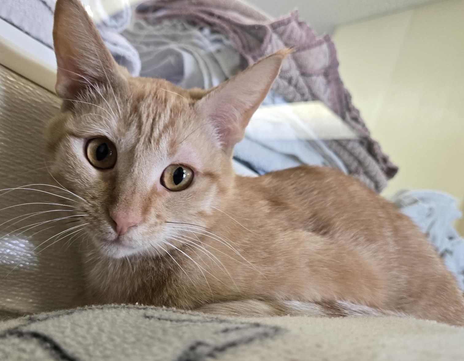 Happy, a Adoptable Domestic Short Hair in Larned, KS image 1/2