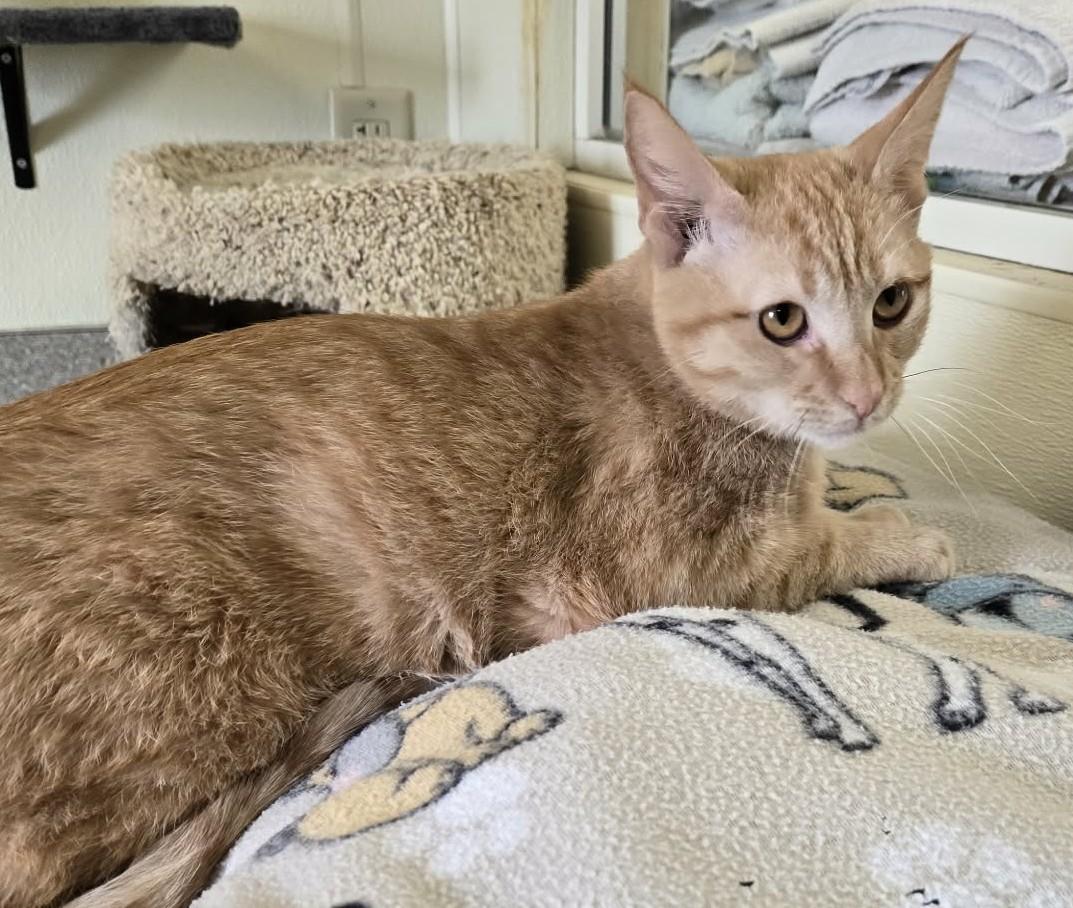 Happy, a Adoptable Domestic Short Hair in Larned, KS image 2/2