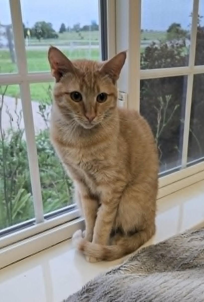 Happy, a Adoptable Domestic Short Hair in Larned, KS image 3/3