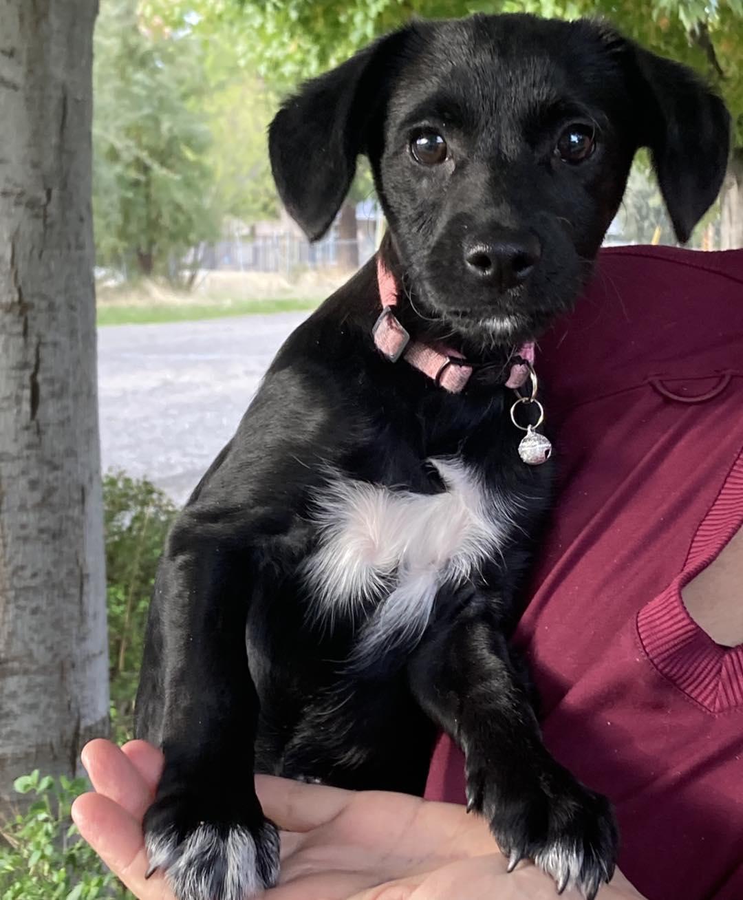 Thea, Adopted, Puppy Female Terrier & Chihuahua.