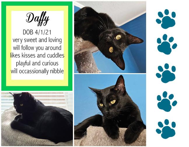 Enlarge Daffy, a Adoptable Domestic Short Hair in Longview, TX image 1/6