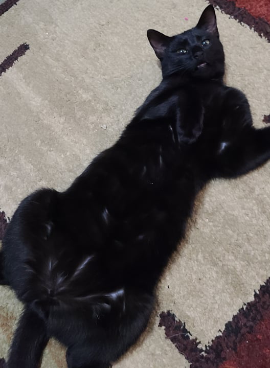 Enlarge Daffy, a Adoptable Domestic Short Hair in Longview, TX image 6/6