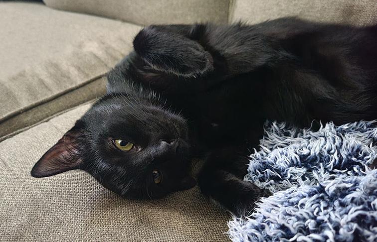 Enlarge Daffy, a Adoptable Domestic Short Hair in Longview, TX image 4/6