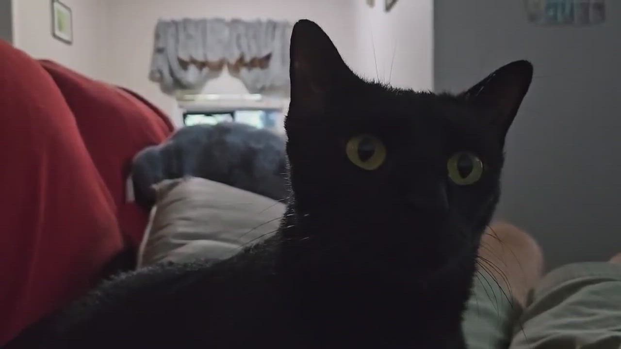 Enlarge Daffy, a Adoptable Domestic Short Hair in Longview, TX video 2/6