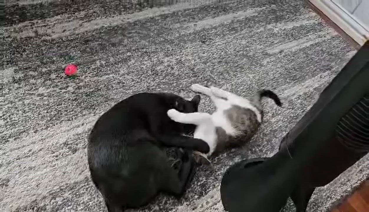 Enlarge Daffy, a Adoptable Domestic Short Hair in Longview, TX video 3/6