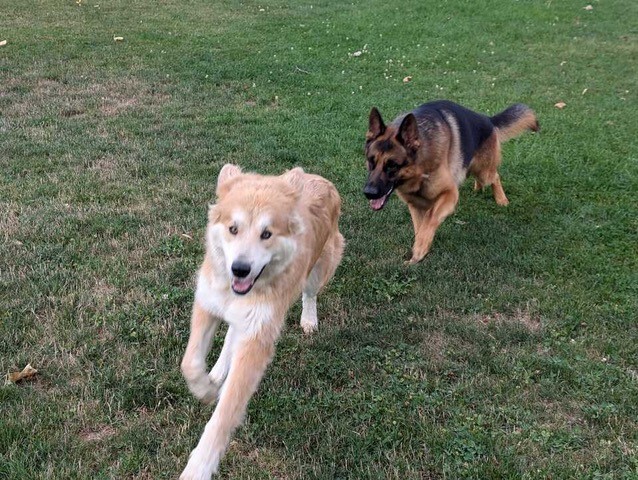 Enlarge ANNIE, a Adopted mixed breed in Amboy, WA image 1/3