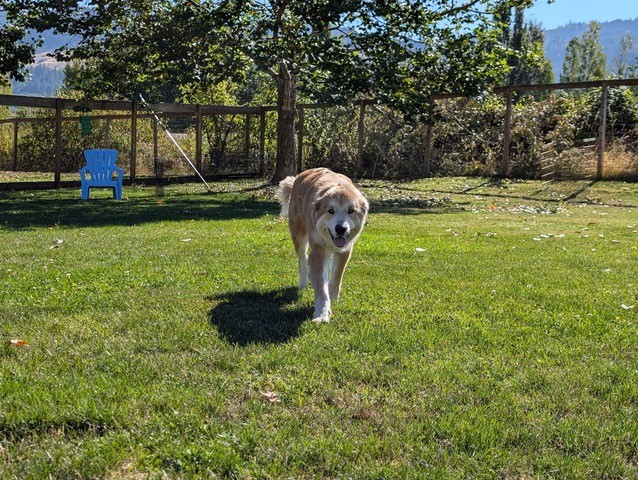 Enlarge ANNIE, a Adopted mixed breed in Amboy, WA image 2/3