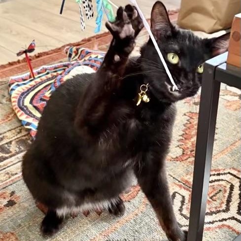 Enlarge Emerald, a Adoptable Domestic Short Hair in Los Angeles, CA image 6/6