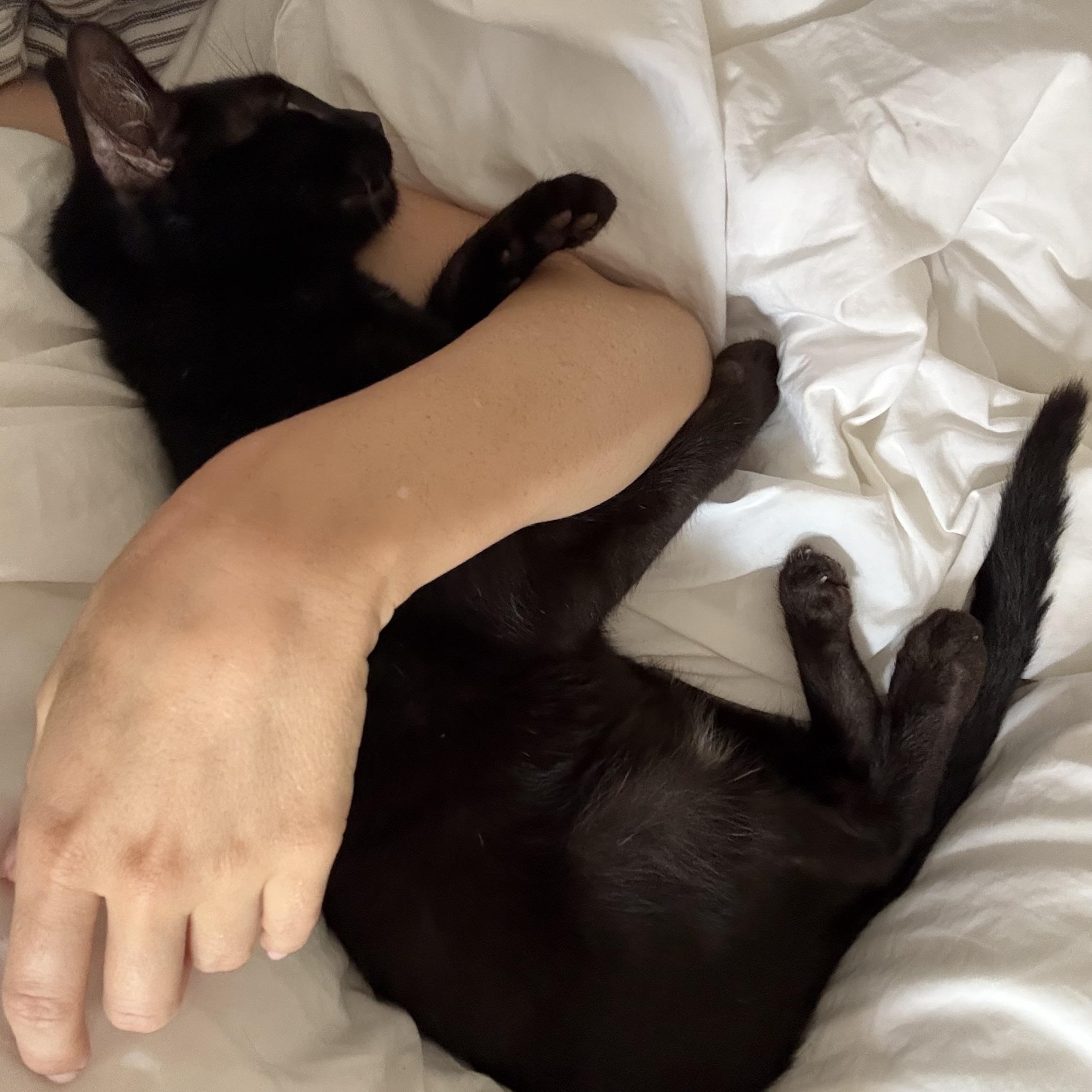 Enlarge Emerald, a Adoptable Domestic Short Hair in Los Angeles, CA image 2/6