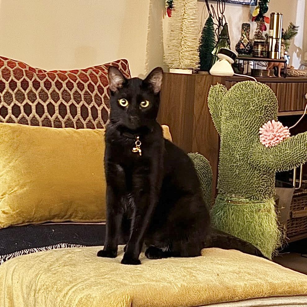 Enlarge Emerald, a Adoptable Domestic Short Hair in Los Angeles, CA image 4/6