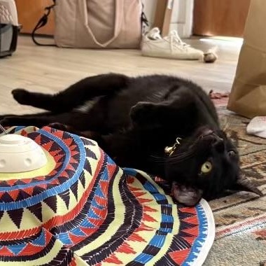 Enlarge Emerald, a Adoptable Domestic Short Hair in Los Angeles, CA image 5/6