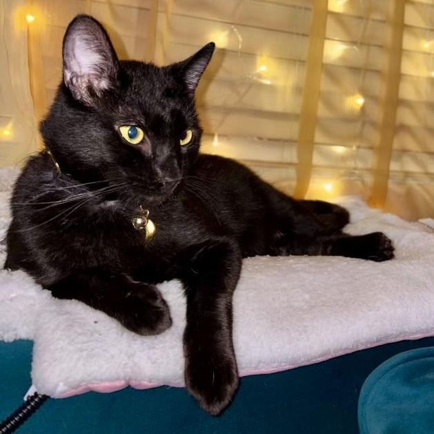 Emerald, Adoptable, Adult Male Domestic Short Hair.