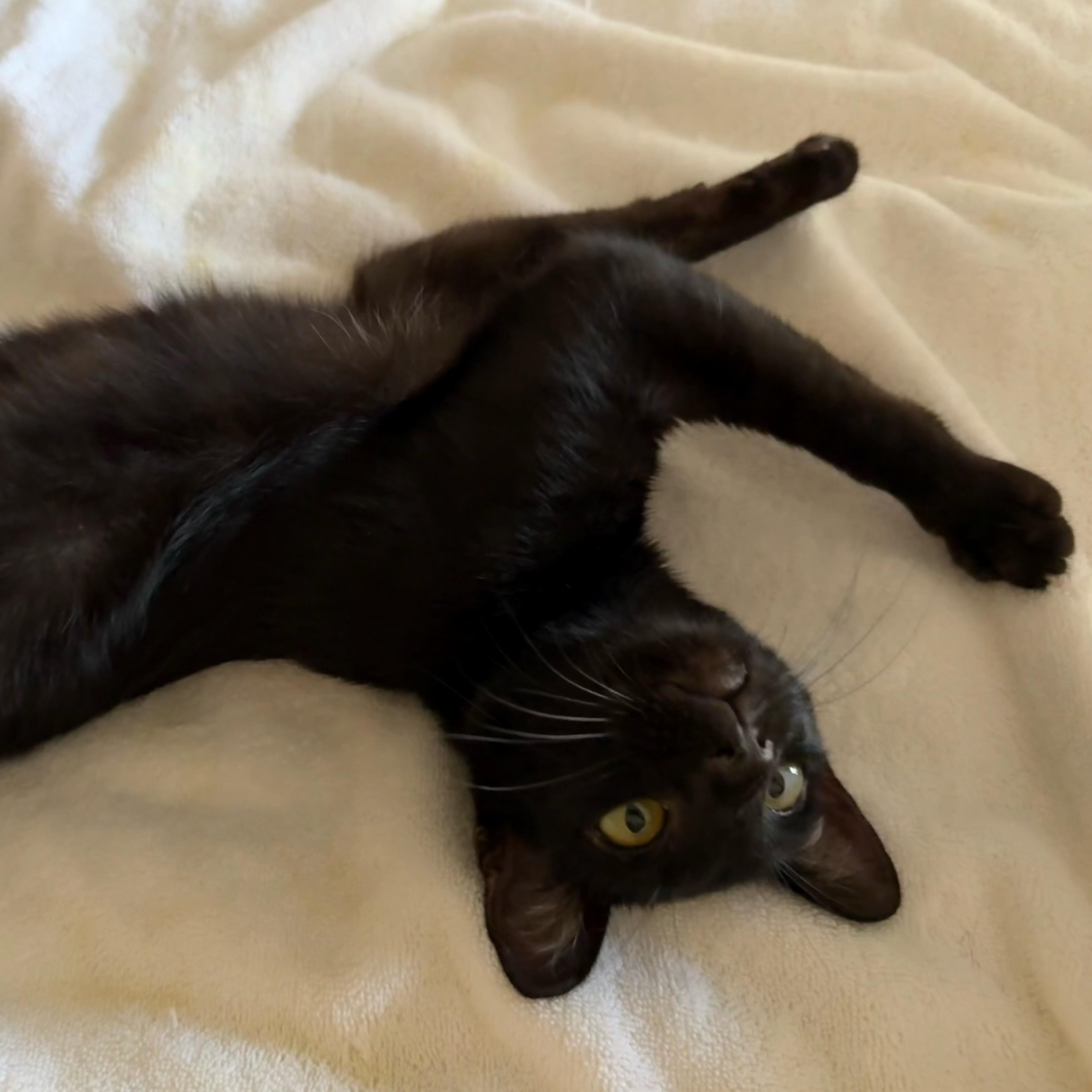 Enlarge Emerald, a Adoptable Domestic Short Hair in Los Angeles, CA image 3/6