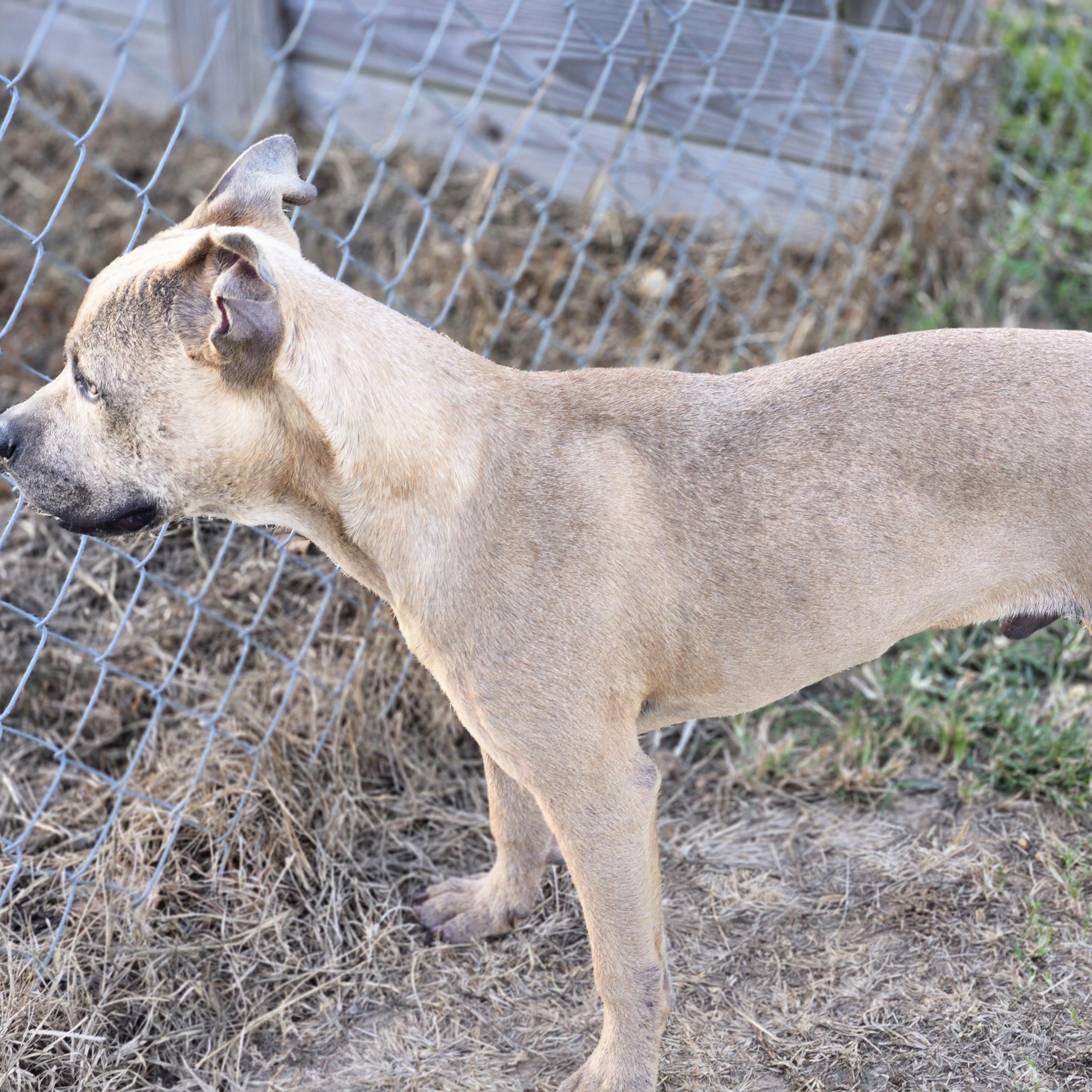 Enlarge Ford_Really Good Boy, a Adoptable Pit Bull Terrier in Harrisburg, PA image 5/5