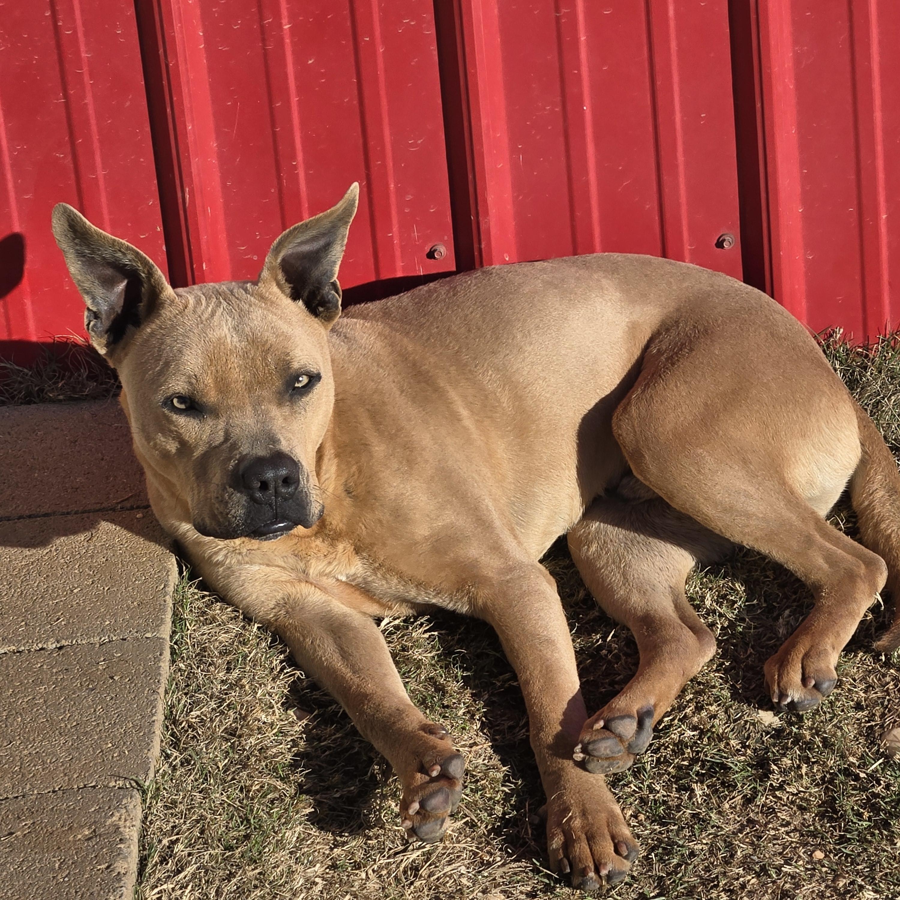Enlarge Ford_Really Good Boy, a Adoptable Pit Bull Terrier in Harrisburg, PA image 3/5