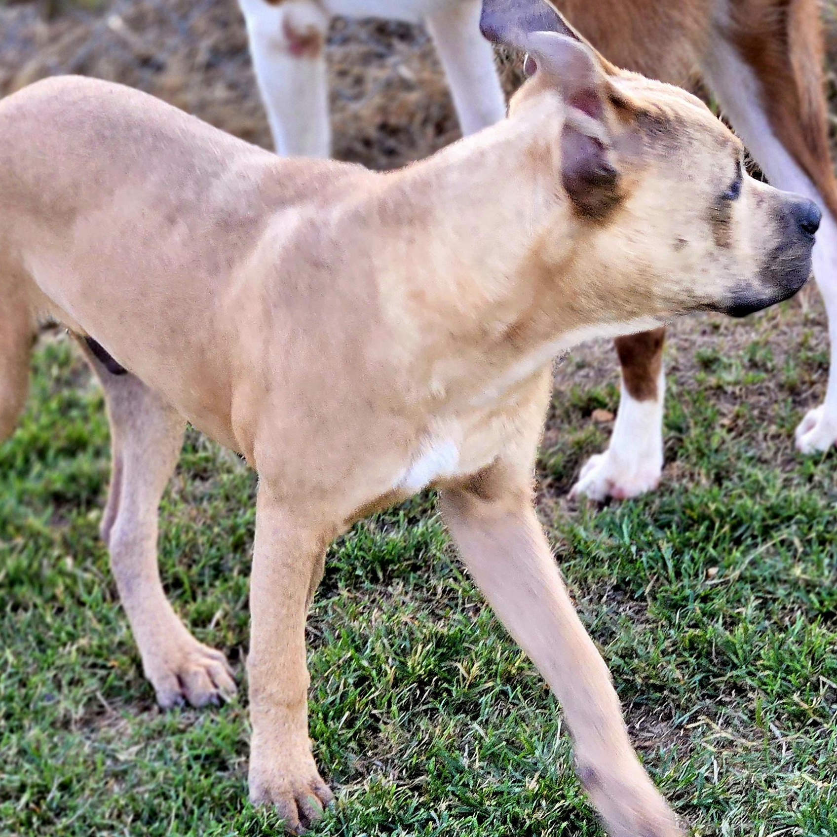 Enlarge Ford_Really Good Boy, a Adoptable Pit Bull Terrier in Harrisburg, PA image 4/5