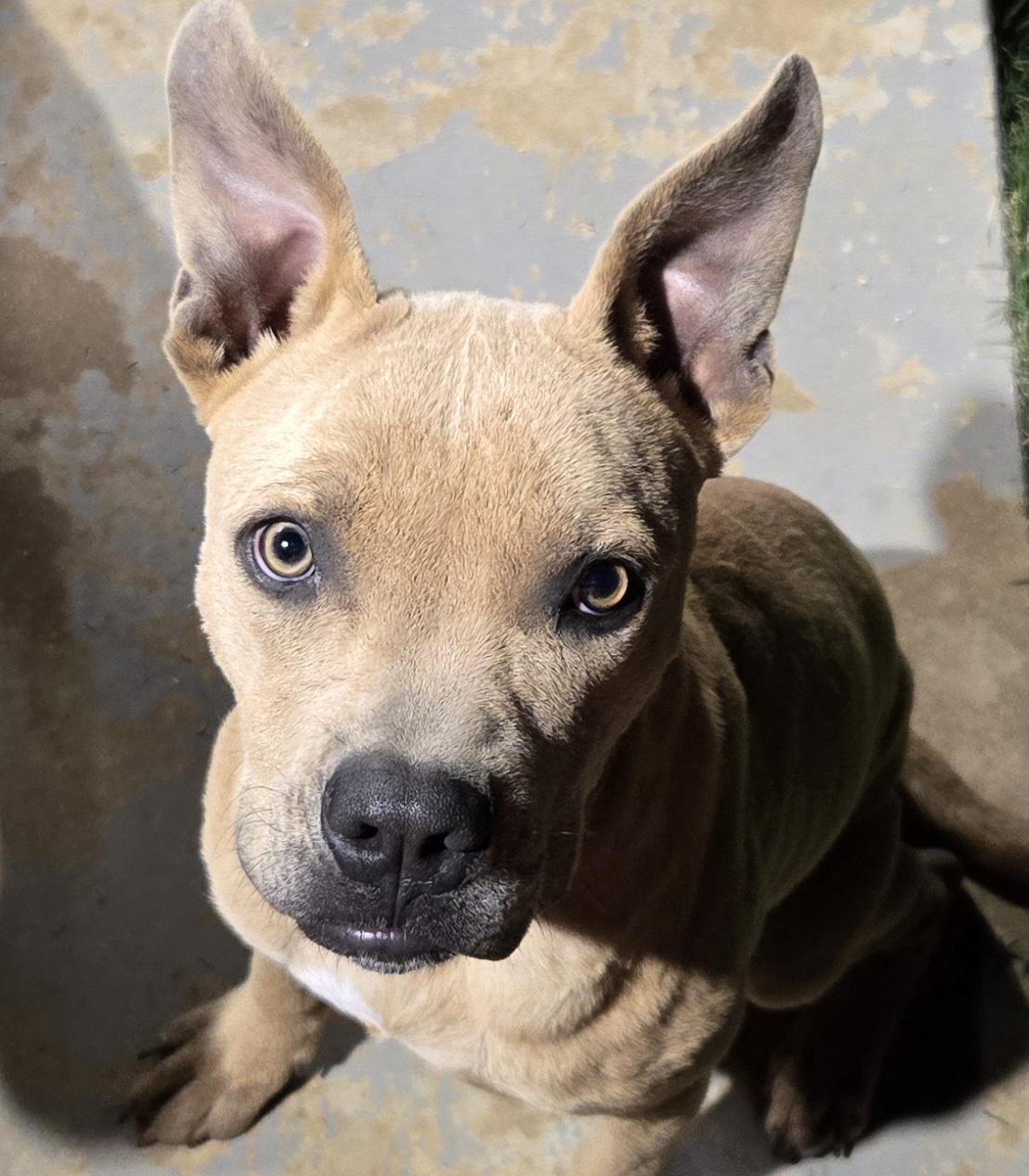 Enlarge Ford_Really Good Boy, a Adoptable Pit Bull Terrier in Harrisburg, PA image 2/5