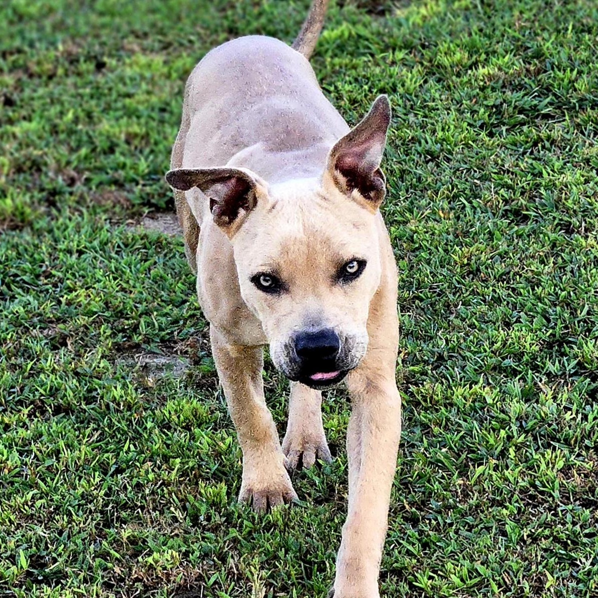 Enlarge Ford_Really Good Boy, a Adoptable Pit Bull Terrier in Harrisburg, PA image 1/5