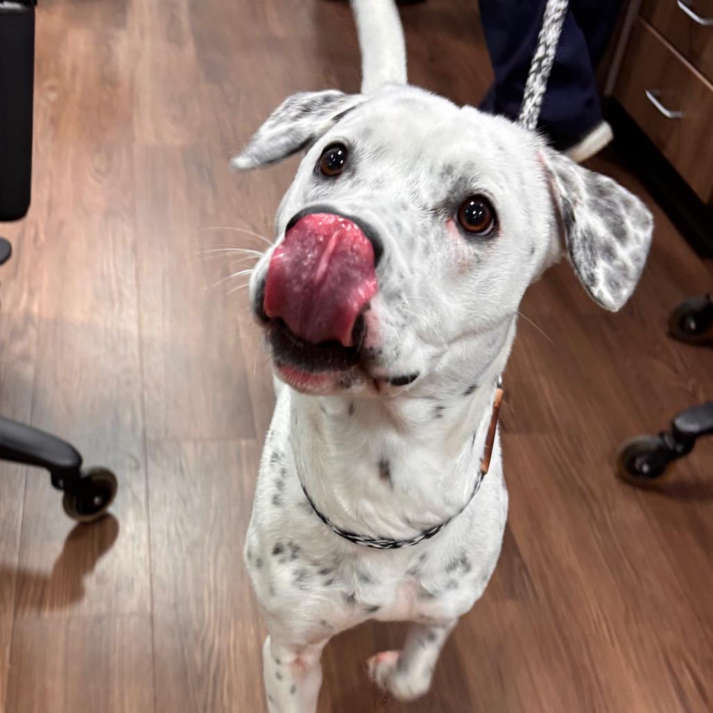Dolly, Adoptable, Young Female Dalmatian & Mixed Breed.