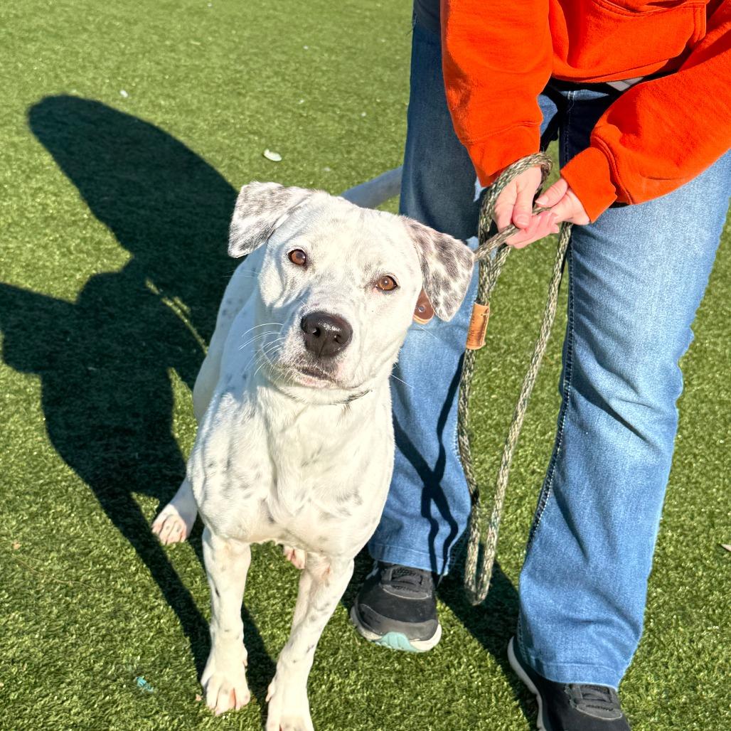 Molly, Adoptable, Young Female Dalmatian & Mixed Breed.