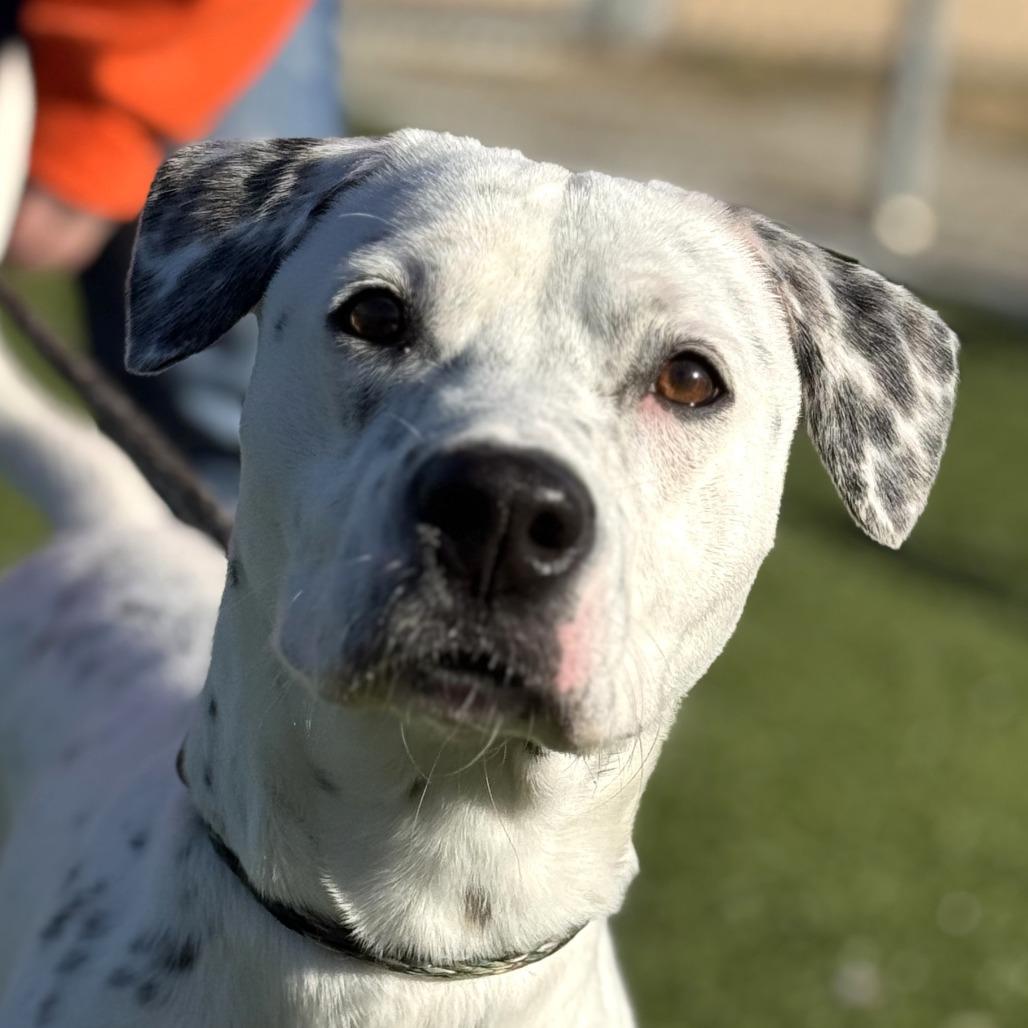 Enlarge Molly, a Adoptable mixed breed in Nashville, IN image 4/6