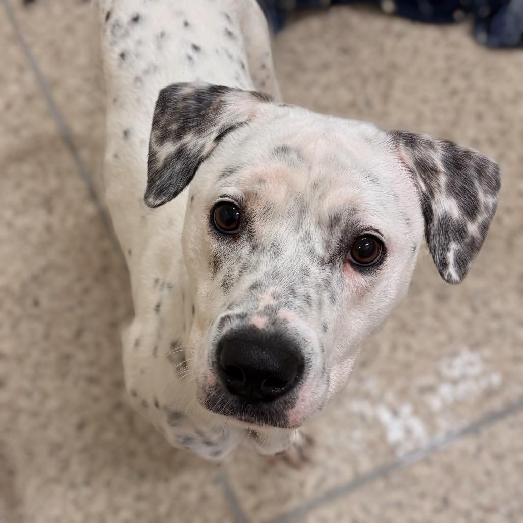 Enlarge Dolly, a Adoptable mixed breed in Nashville, IN image 3/3