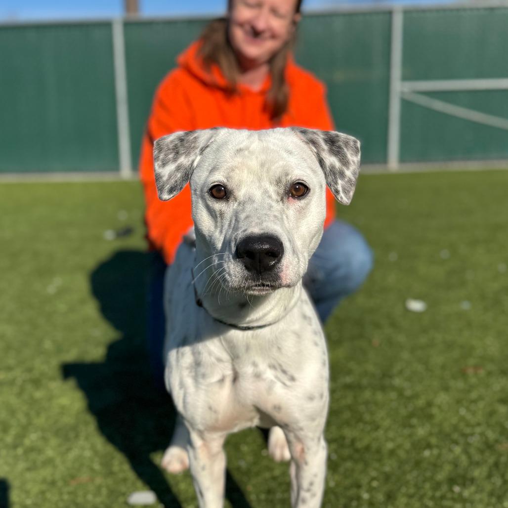 Enlarge Molly, a Adoptable mixed breed in Nashville, IN image 6/6