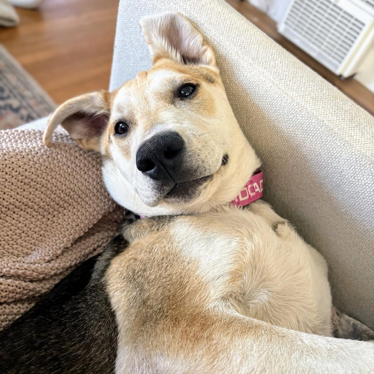 Natalie, a Adopted mixed breed in Oakland, CA image 1/2