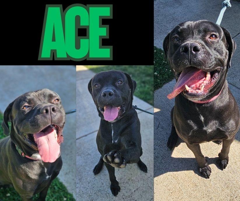 Ace, Adoptable, Adult Male Mastiff.