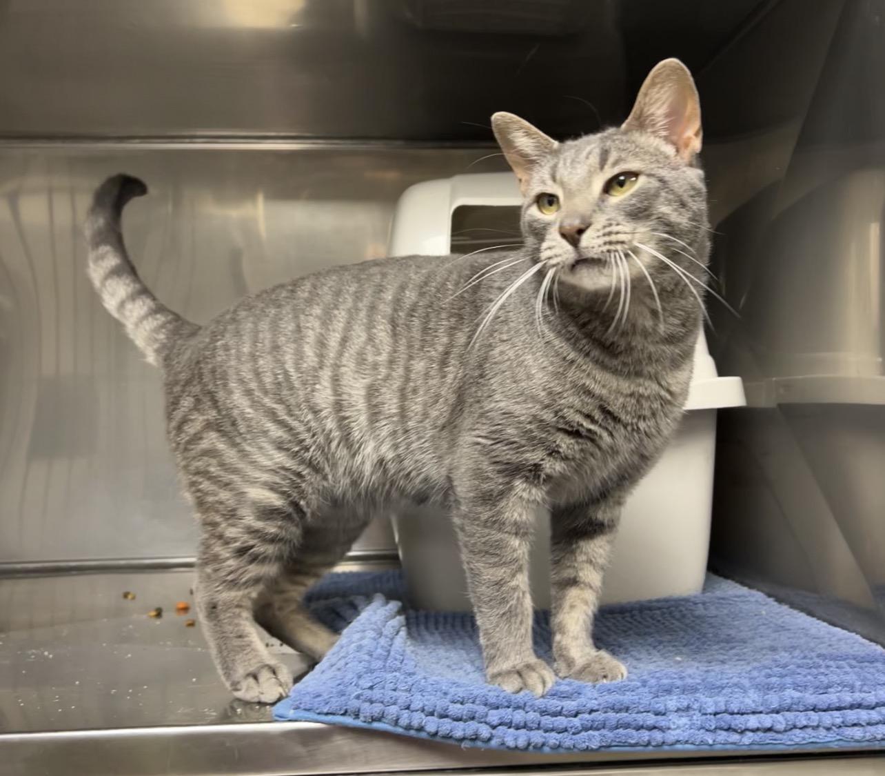 Enlarge Walnut, a Adoptable mixed breed in Montville, NJ image 2/3