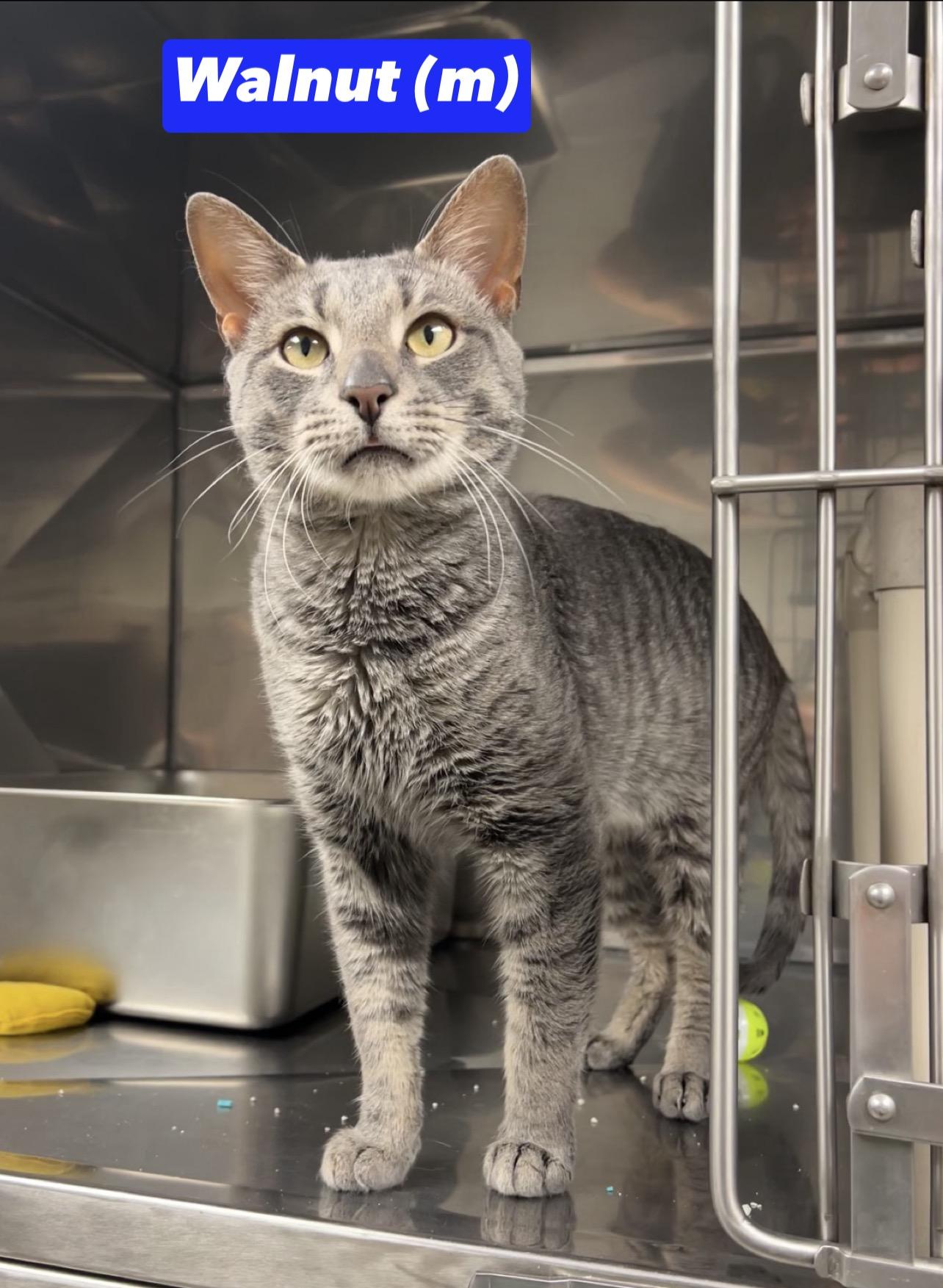 Walnut, Adoptable, Young Male Domestic Short Hair & Russian Blue.