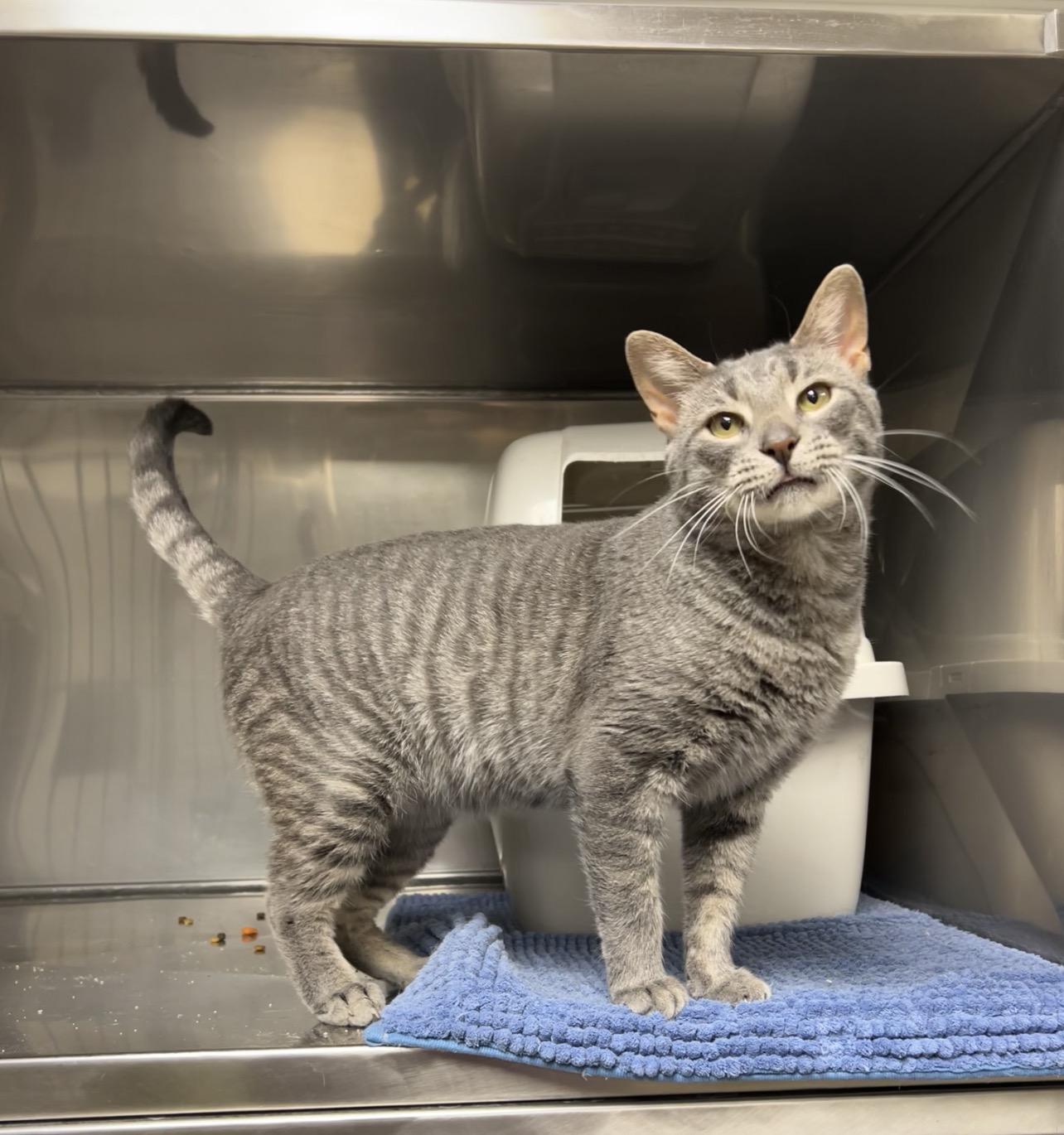 Walnut, Adoptable, Adult Male Domestic Short Hair & Russian Blue.
